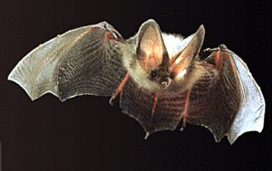 Long-eared_Bat